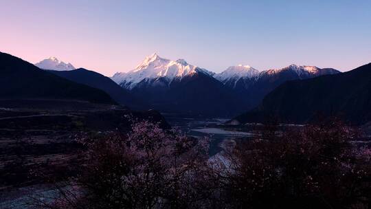 雪山桃花