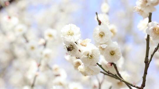 唯美春天开花桃花白色梅花白梅蜜蜂