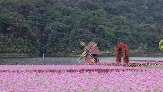 广州市从化区石门森林公园天池花海景观