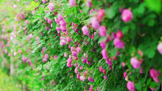 春天盛开的蔷薇花花墙