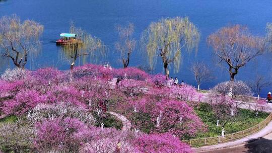 杭州西湖孤山公园梅花盛开