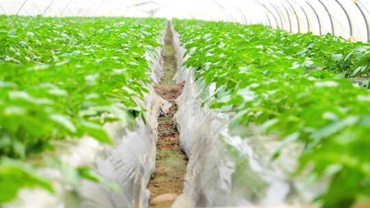 大棚土豆苗 马铃薯 土豆种植视频素材模板下载