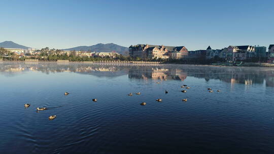 城里的湖面上有一群野鸭