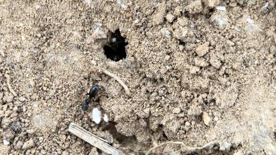微距摄影 洞口忙绿的蚂蚁1
