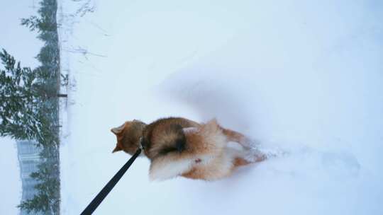 拴着皮带的柴犬在雪地里行走