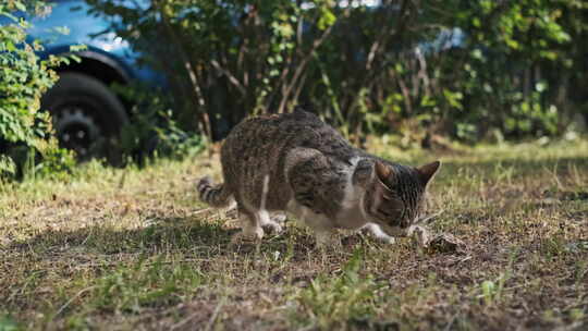 印花布猫坐在草地上