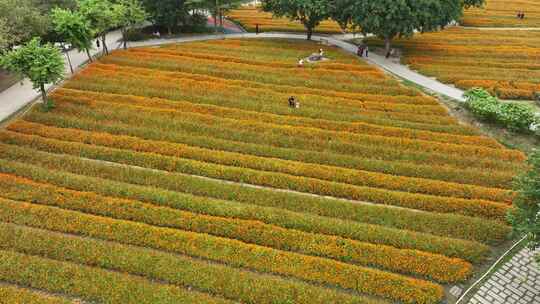 航拍福建福州城市花海公园