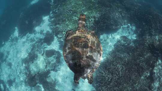当海龟在珊瑚礁和沙滩上游泳时，阳光从它的背上反射出来。太好了。