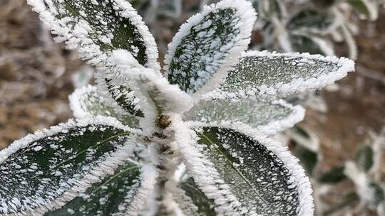 雾凇下的美景植物视频合集视频素材模板下载