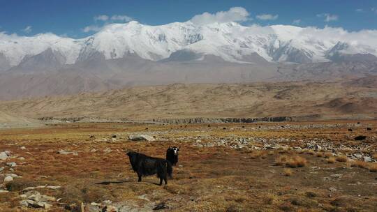 新疆帕米尔高原公格尔九别峰雪山风光视频素材模板下载