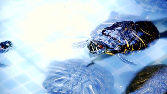 游泳的小海龟