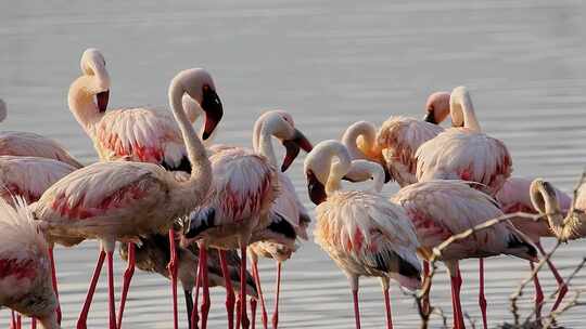 湖边聚集的火烈鸟群