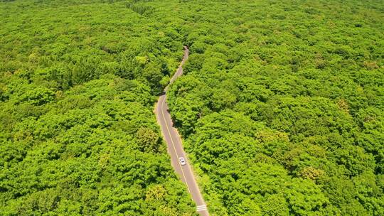航拍自驾游汽车在森林中的公路上行驶