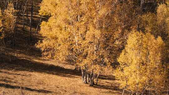 乌兰布统景区秋季的白桦林