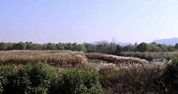 中国杭州西溪湿地秋雪庵芦花