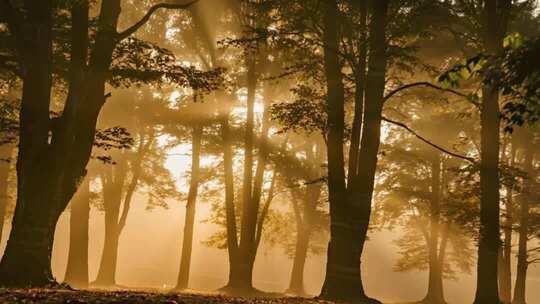 森林树林阳光航拍ai素材原创