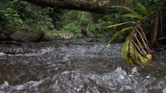 丛林中流淌的小溪