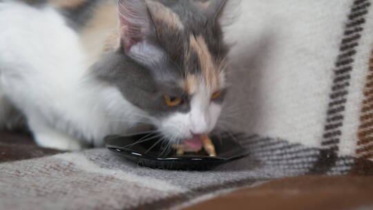 吃食物的小猫咪