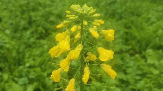 菜花水珠摇晃小黄花寒风中摇曳水珠摇晃微距