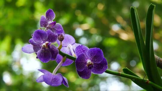 盛开的紫色蝴蝶兰