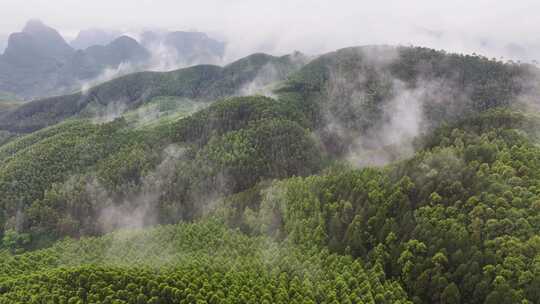 航拍森林自然风景云雾