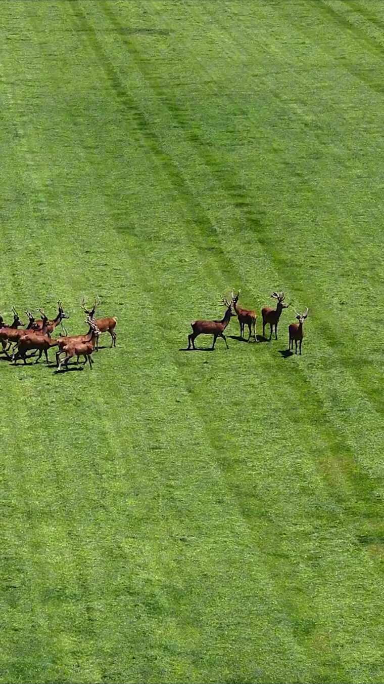 航拍新西兰霍基蒂卡郊区梅花鹿养殖场