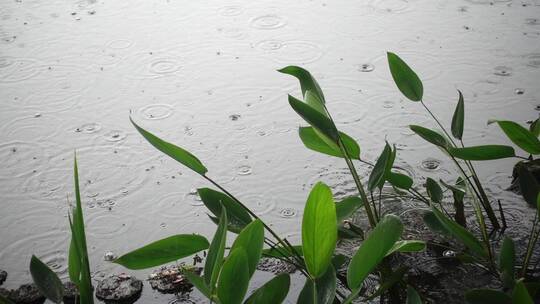 下雨天雨水滴落在池塘视频素材模板下载