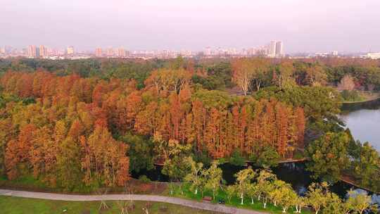 上海秋天风景 共青森林公园秋景