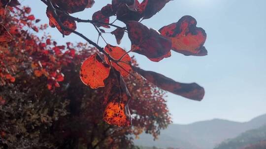 济南市历城区捎近村，秋季满山红叶视频素材模板下载