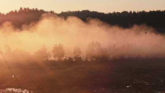 金秋十月大地秋天晨雾日出大气田园风光