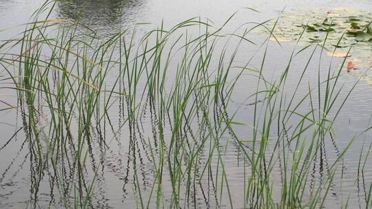 湖边水草风吹芦苇大河江河江边湖泊湖畔岸边