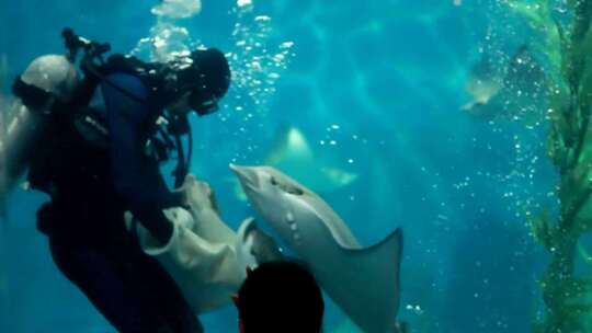 参观 水族馆 海底世界