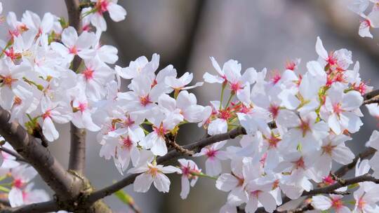 春天的樱花花朵