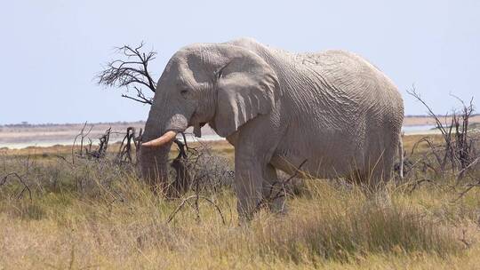 非洲草原上罕见的白象