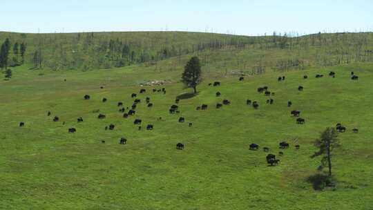 水牛在绿色的山上吃草