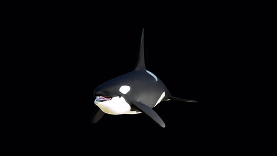 鲸鱼游动动画