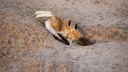 海边螃蟹从沙子里爬出来