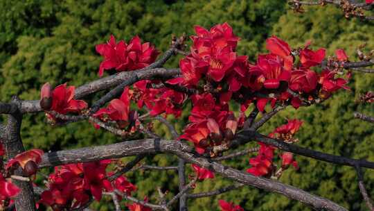 盛开的木棉花特写