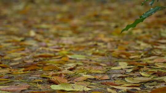 铺满落叶的路面实拍