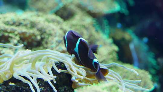 珊瑚礁，鱼，热带，水族馆