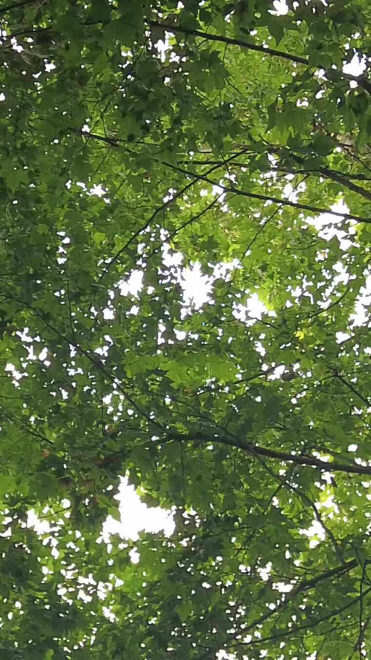 竖版航拍夏日参天大树法国梧桐实拍