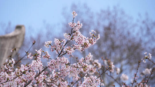 武汉大学春天樱花季盛开的樱花视频素材模板下载