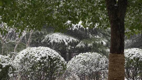 寒冷冬季公园绿化树木大雪空境升格