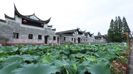 鸟瞰古建筑 荷花 荷塘