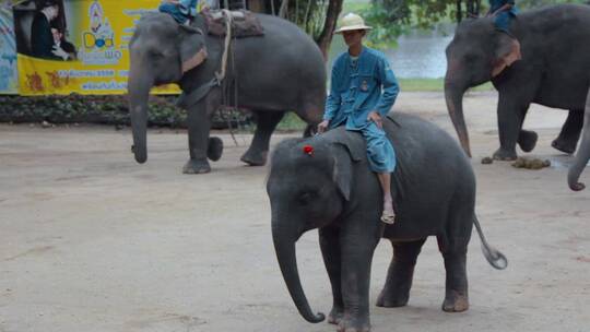 泰国旅游视频泰国大象园训象表演排练象队