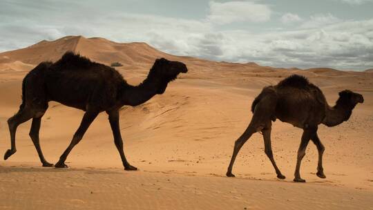 骆驼沙漠动物丝绸之路视频素材模板下载