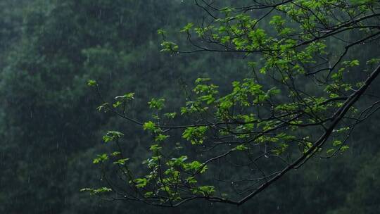 江南春天春雨雨滴绿色植物升格空镜