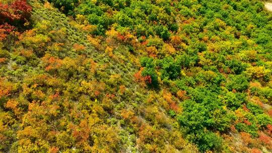 色彩斑斓的秋景