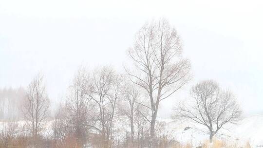 大兴安岭林区红柳春雪风景