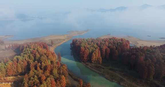 浙江省余姚梁弄镇四明湖水杉林湿地秋色